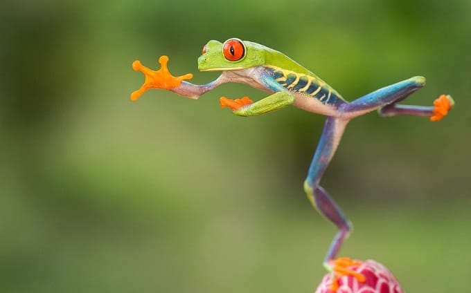 red eyed tree frog predators