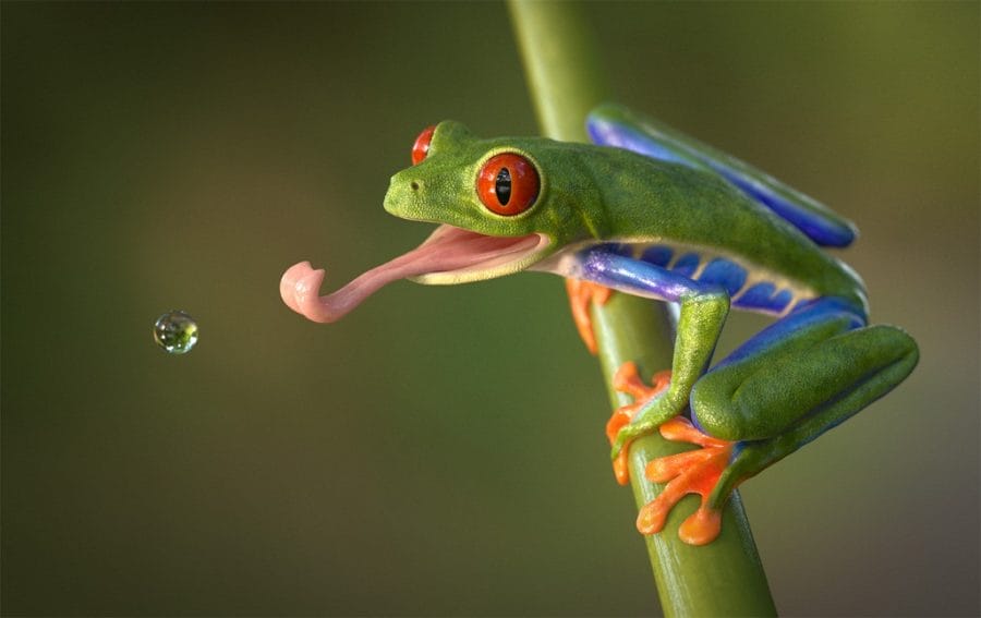 red eyed tree frog predators