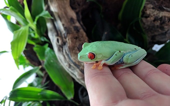 red eyed tree frog habitat