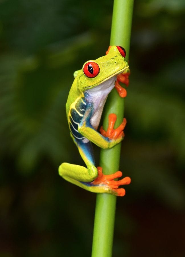 red eyed tree frog predators