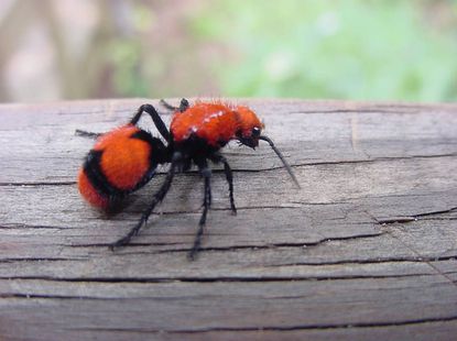 ant velvet red cow ants sting killer treat wasp male bite orange wasps pestwiki female body bright habitat