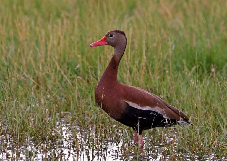 Blackbellied Whistling Duck Facts, Habitat, Lifespan, Pictures