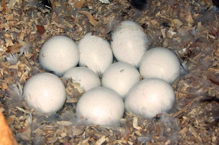 Blackbellied Whistling Duck Facts, Habitat, Lifespan, Pictures