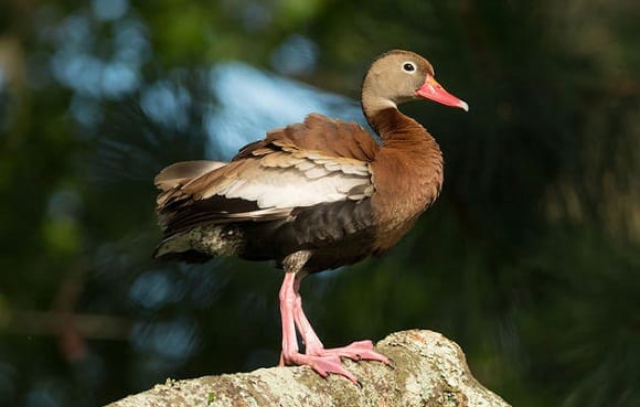Black-bellied Whistling Duck Image