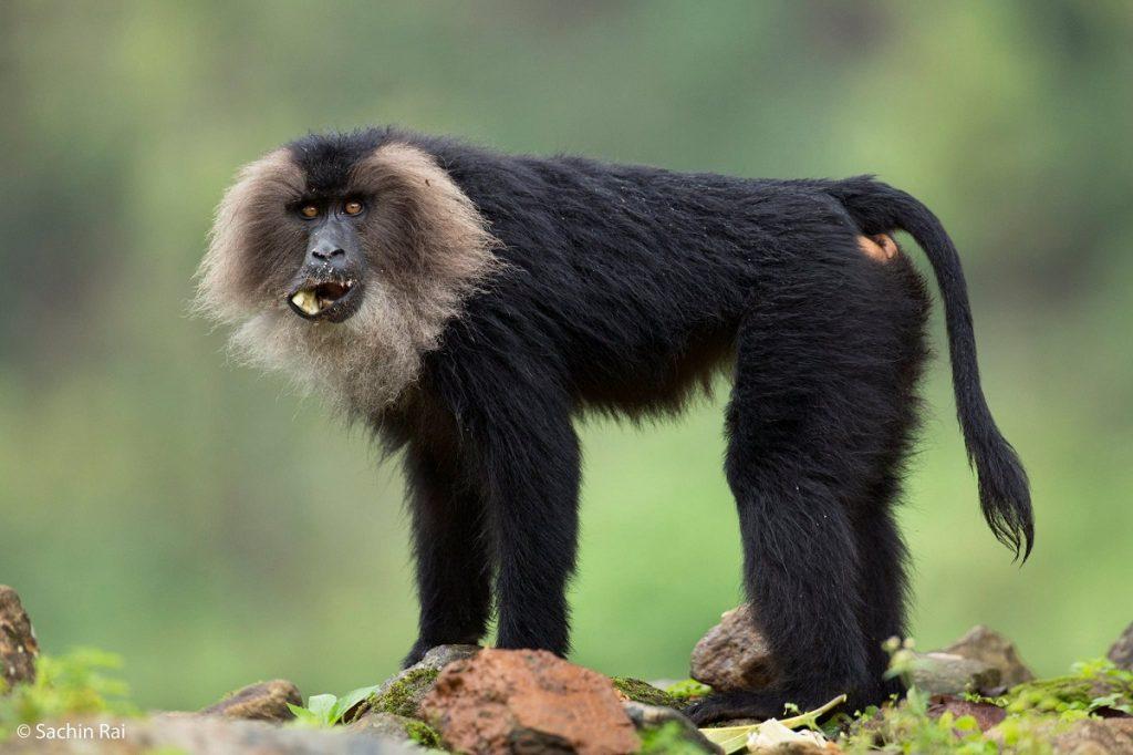 Lion-tailed Macaque Facts, Habitat, Adaptations, Pictures