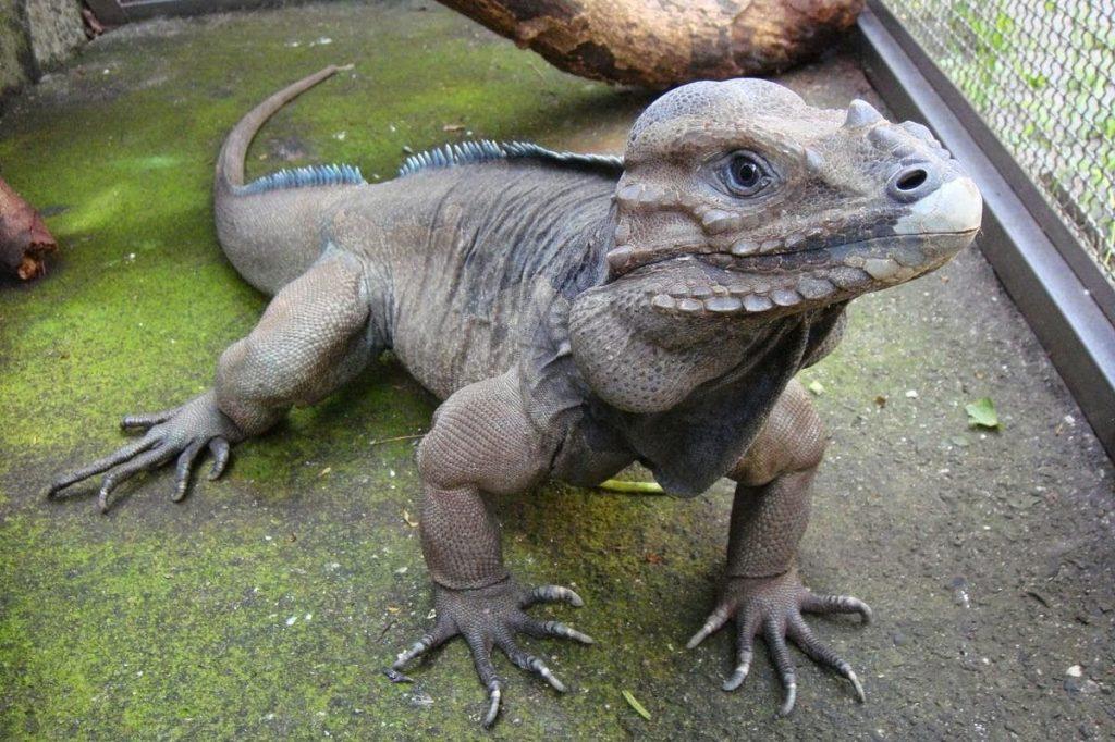 Rhino Iguana Facts Habitat Lifespan Diet Picture And More