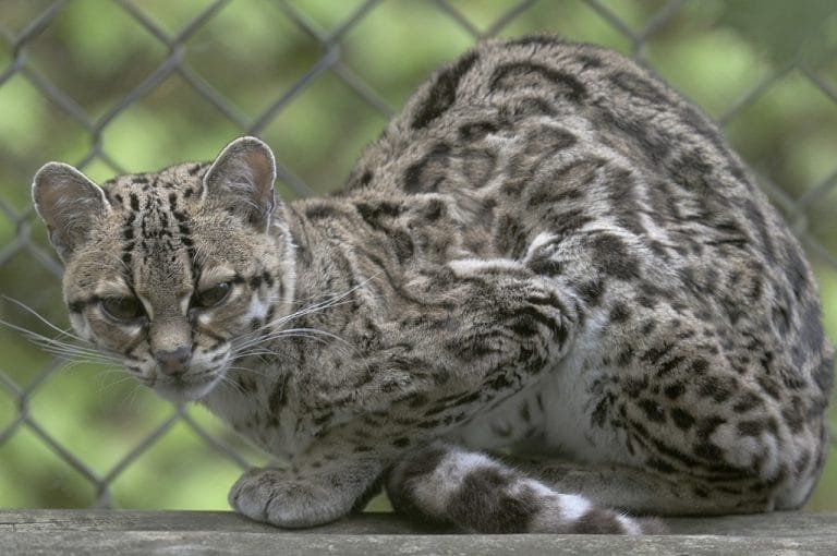 Margay Cat Facts, Size, Habitat, Diet, Kitten, with Pictures