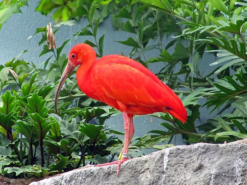 Scarlet Ibis Facts, Description, Habitat, Adaptations, Pictures