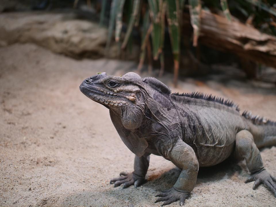 Rhino Iguana Facts Habitat Lifespan Diet Picture And More