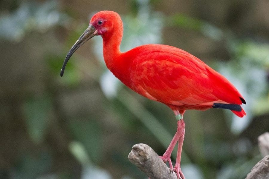 Scarlet Ibis Bird Facts For Kids