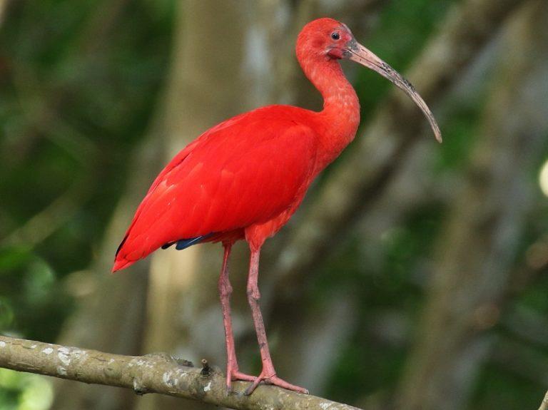 Scarlet Ibis Facts Description Habitat Adaptations Pictures