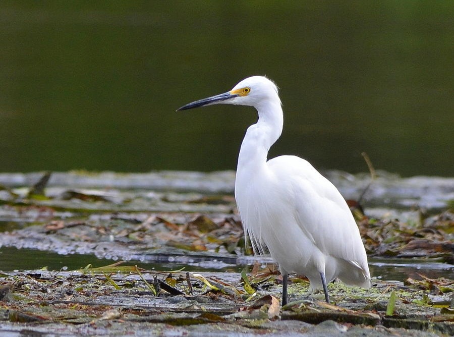 Snowy Egret Facts, Habitat, Migration, Adaptations, Pictures