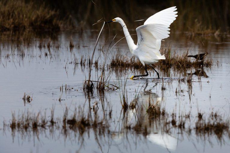 snowy-egret-facts-habitat-migration-adaptations-pictures-and-more