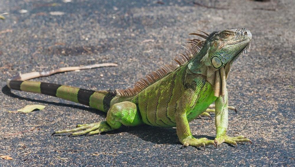 baby green iguana care