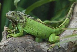 Green-Iguana-300x204.jpg