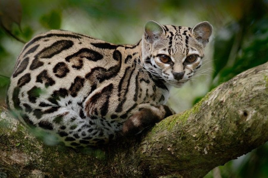 Wild Cat Facts Types Classification Lifespan Habitat Diet