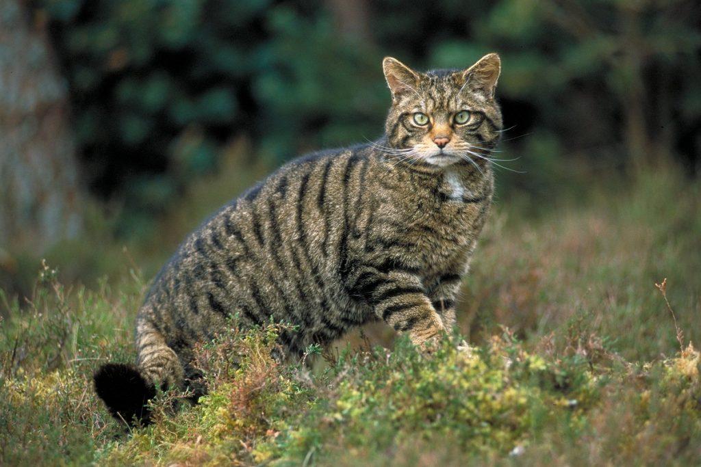 Wild Cat Facts Types Classification Lifespan Habitat Diet Pictures Wild Cat Facts Types Classification Lifespan Habitat Diet Pictures