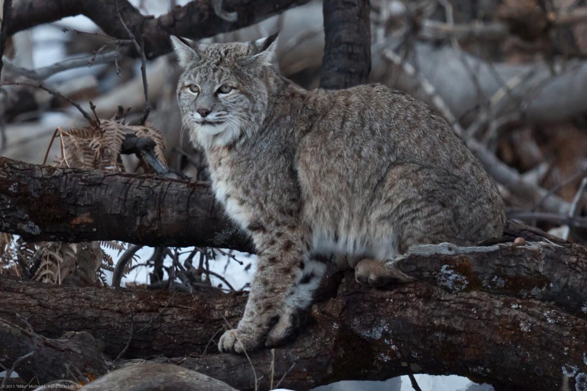 Wild Cat Facts Types Classification Lifespan Habitat Diet