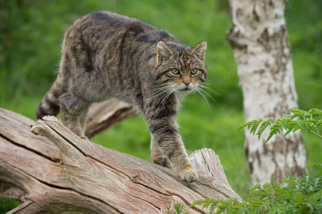 All 40 Species Of Wild Cats And Where To See Them In The Wild