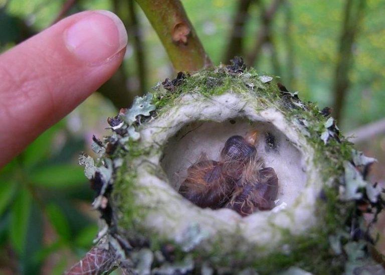 Hummingbird Facts, Types, Lifespan, Habitat, Diet, Behavior