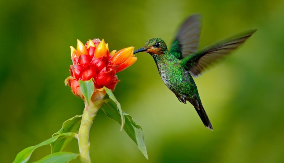 Hummingbird Facts, Types, Lifespan, Habitat, Diet, Behavior