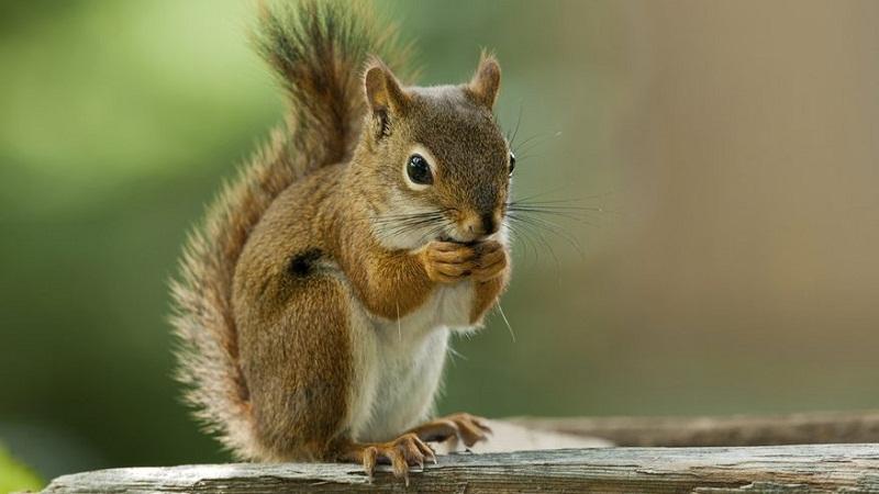 Squirrel Facts, Types, Diet, Lifespan, Habitat, Behavior