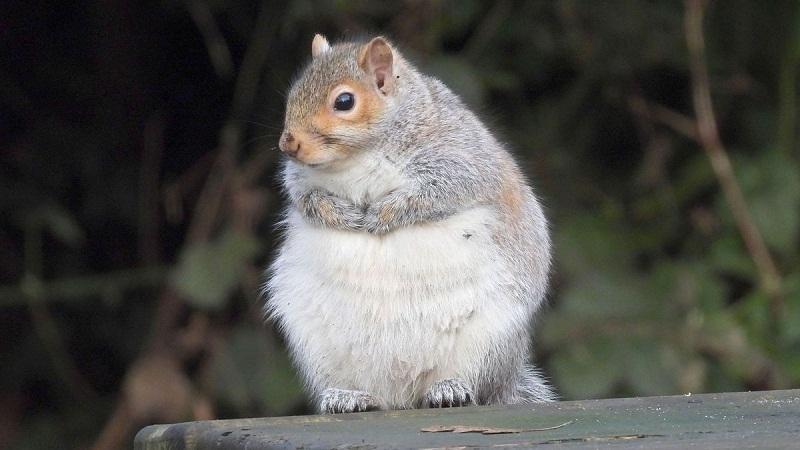 Squirrel Facts, Types, Diet, Lifespan, Habitat, Behavior