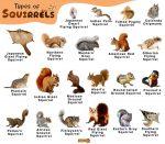Squirrel Facts, Types, Diet, Lifespan, Habitat, Behavior, Pictures