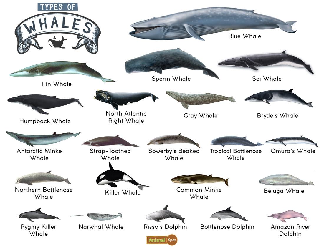 Type of whale