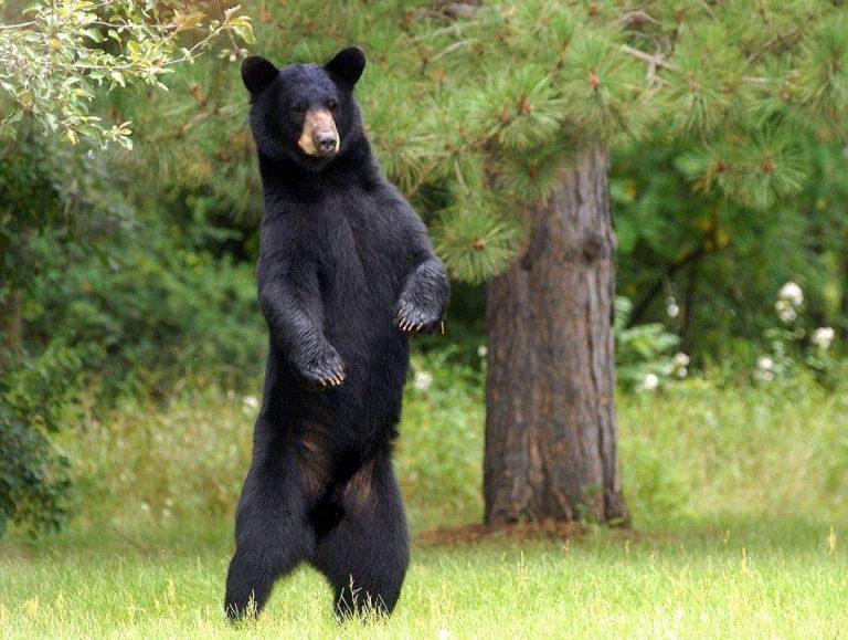 American Black Bear Facts, Habitat, Diet, Adaptations, Pictures
