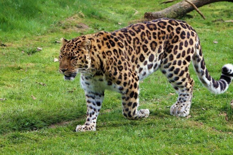 Amur Leopard – Facts, Habitat, Population, Diet, Pictures