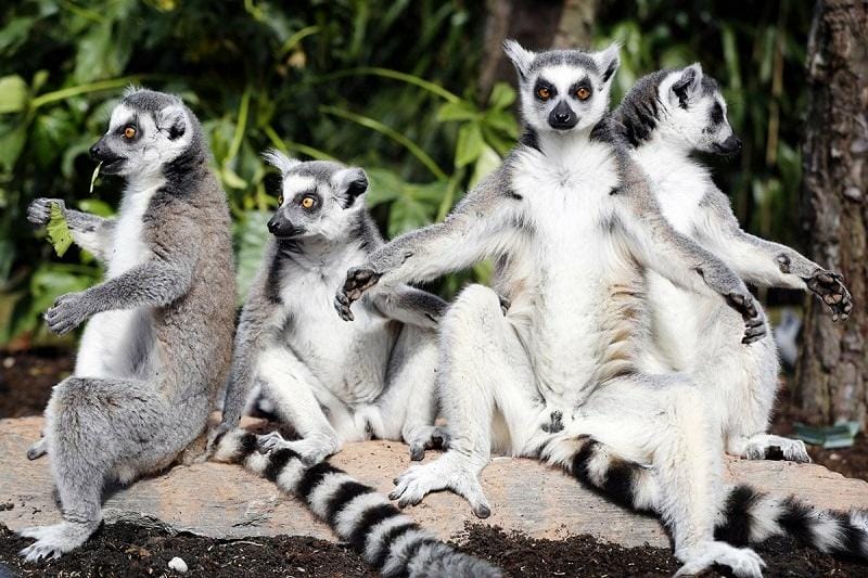 Ring-tailed Lemur | Saint Louis Zoo