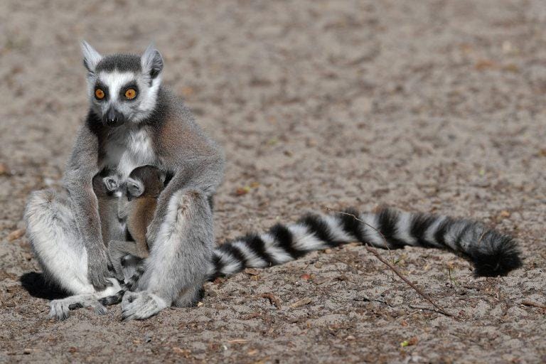 Ring Tailed Lemur – Facts, Habitat, Diet, Pictures