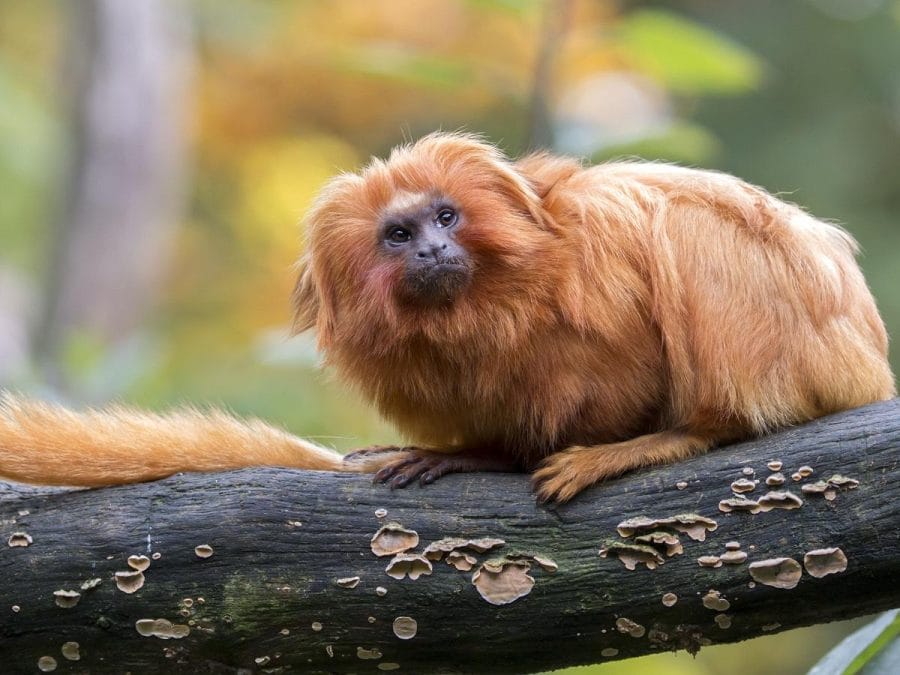 Golden Lion Tamarin Facts