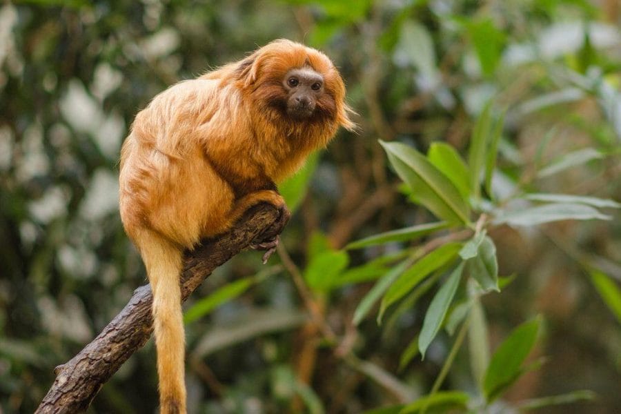 Golden Lion Tamarin – Facts, Description, Conservations Status, Pictures