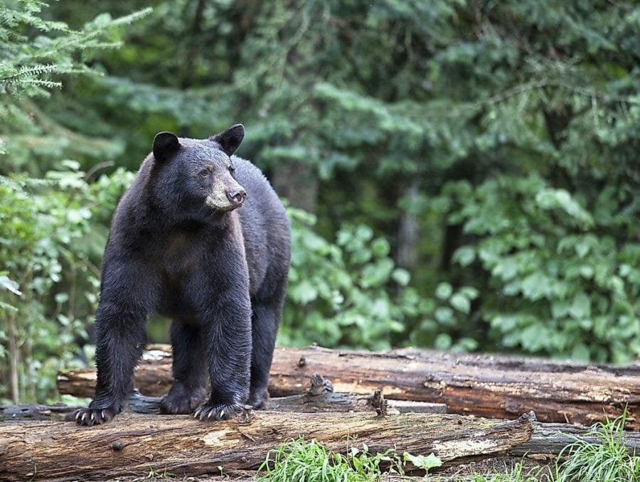 American Black Bear Facts Habitat Diet Adaptations Pictures American Black Bear Facts Habitat Diet Adaptations Pictures