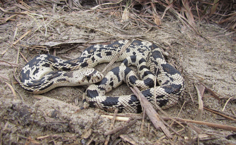 Pine Snake Facts, Description, Habitat, Diet, Pictures