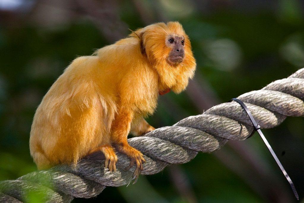 Golden Lion Tamarin Facts Description Conservations Status Pictures