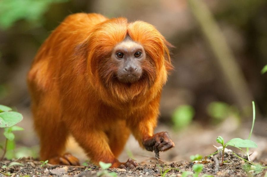 Tamarin