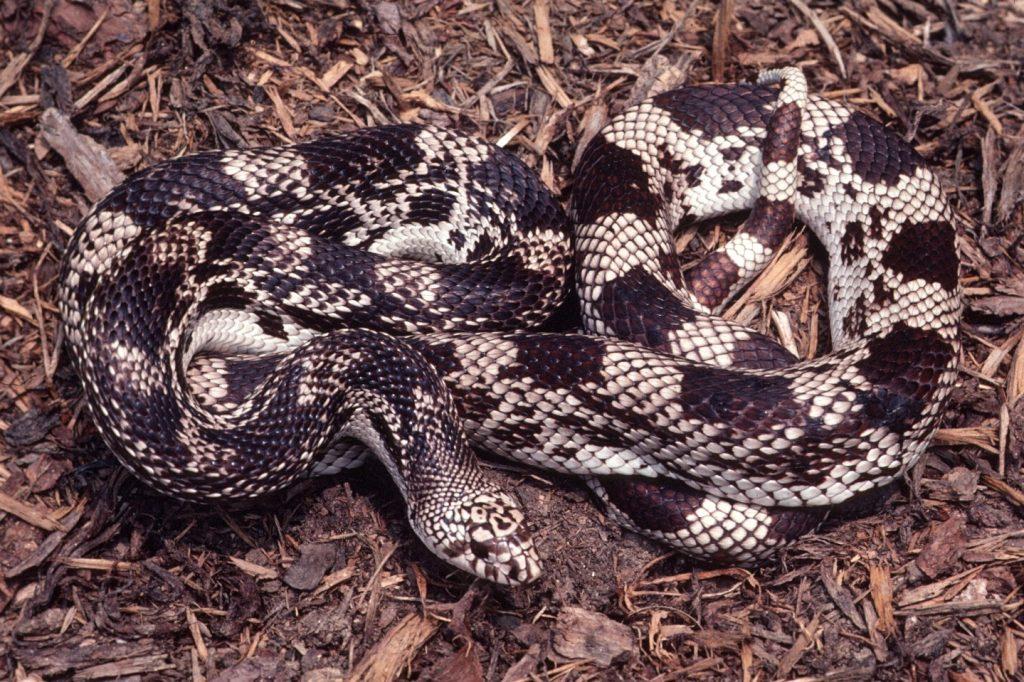 Pine Snake Facts, Description, Habitat, Diet, Pictures