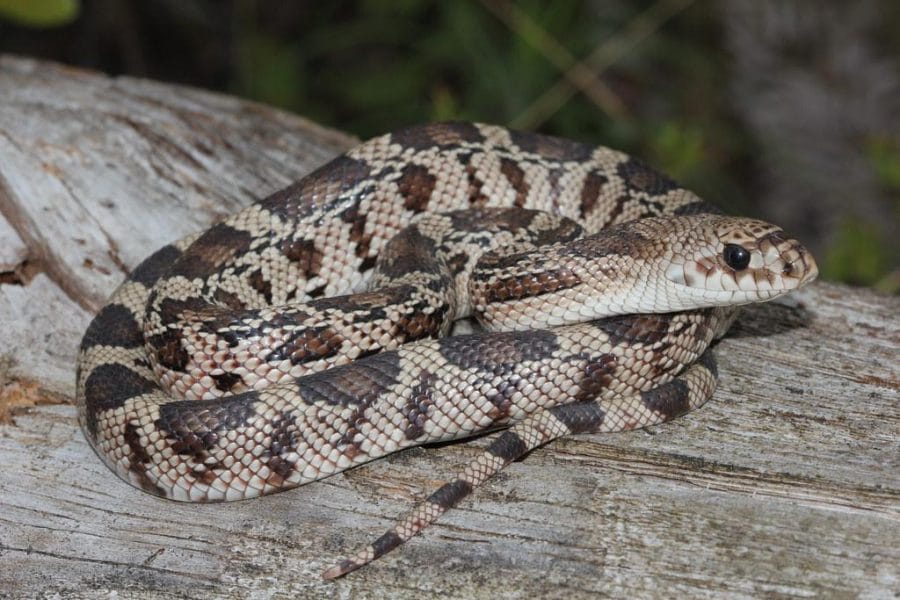 Northern pine snake  Smithsonian's National Zoo and Conservation Biology  Institute