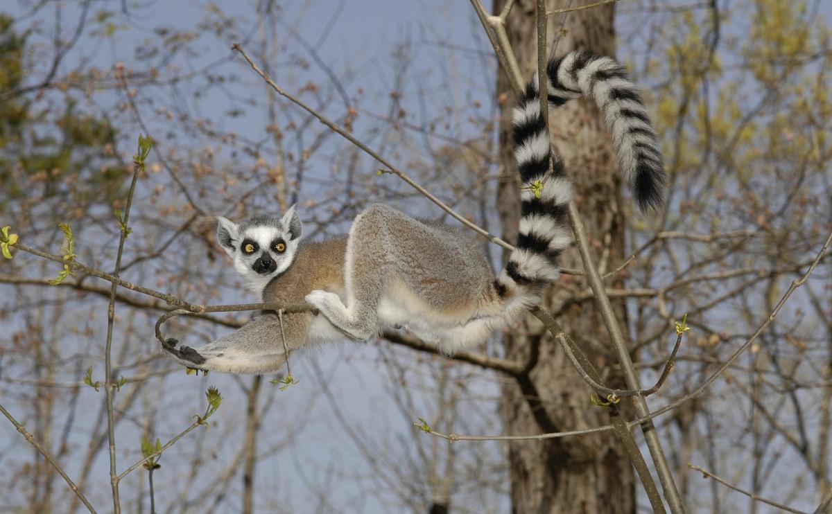 Potter Park Zoo welcomes ring-tailed lemur pup | WLNS 6 News