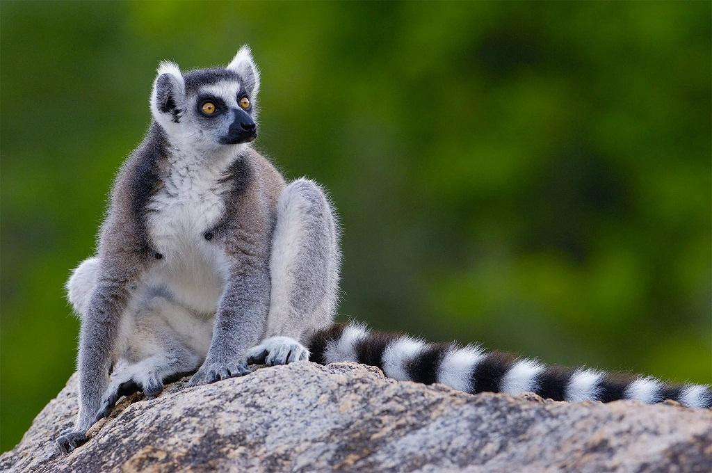 Owning a pet lemur care guide | Learn about feeding, housing and behavior