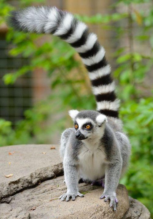 Schleich Ring Tailed Lemur - Ring Tailed Lemur . Buy Ring Tailed Lemur toys  in India. shop for Schleich products in India. | Flipkart.com