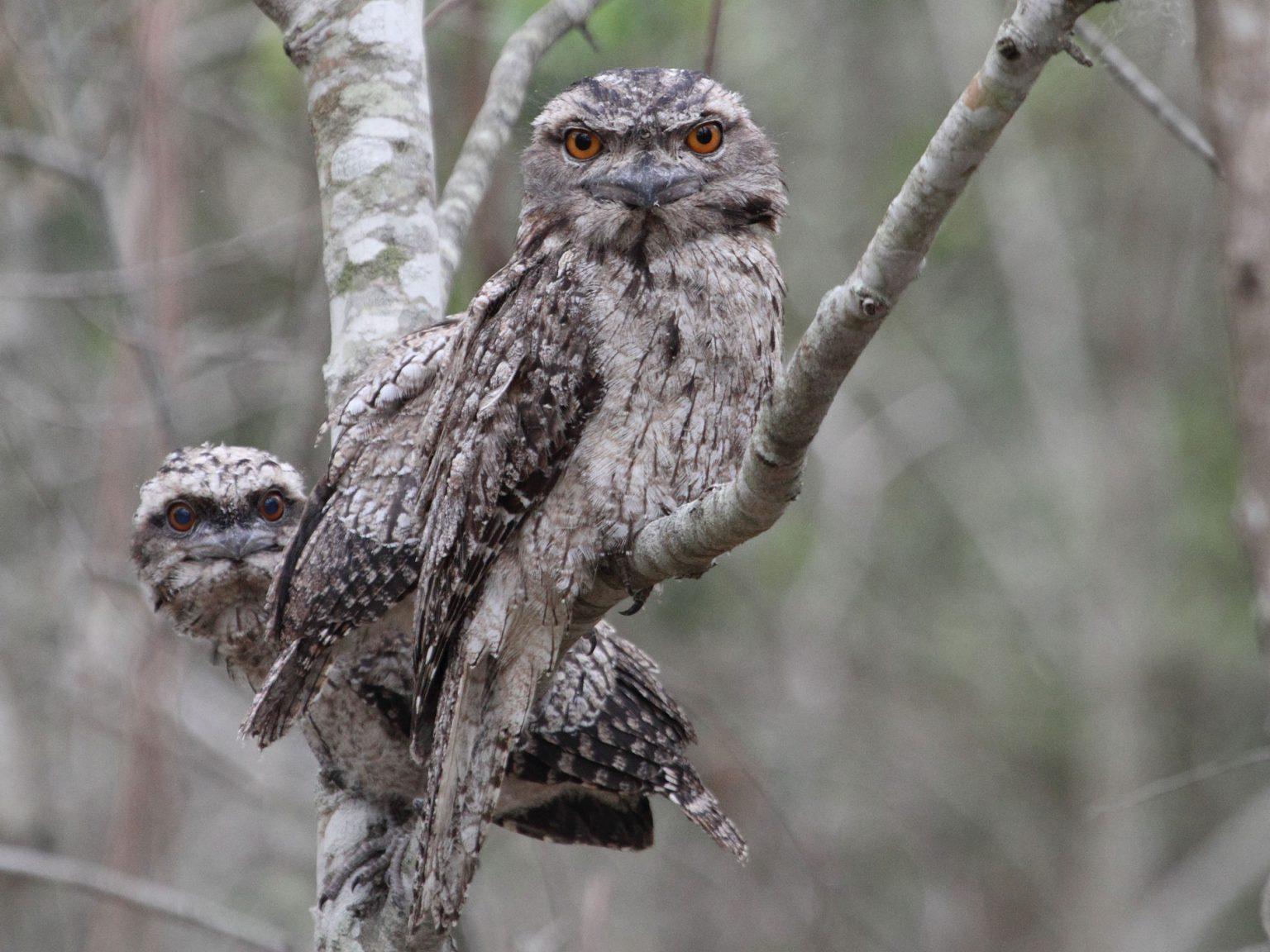 Tawny Frogmouth Bird Diet Habitat Call Pictures And More Tawny Frogmouth Bird Diet Habitat Call Pictures And More