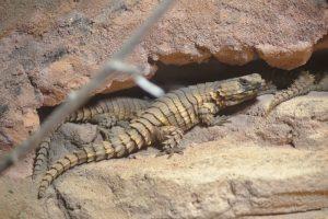 lizard armadillo girdled habitat animalia population