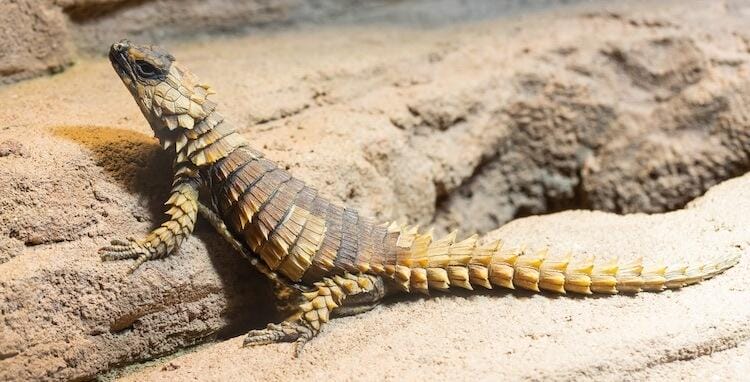 armadillo girdled lizard pet