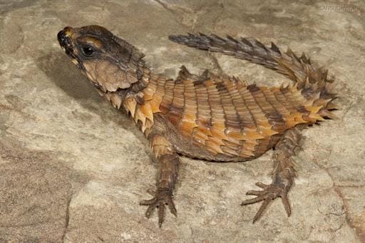 armadillo girdled lizard pet