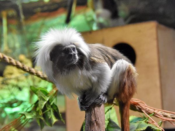 Cotton Top Tamarin