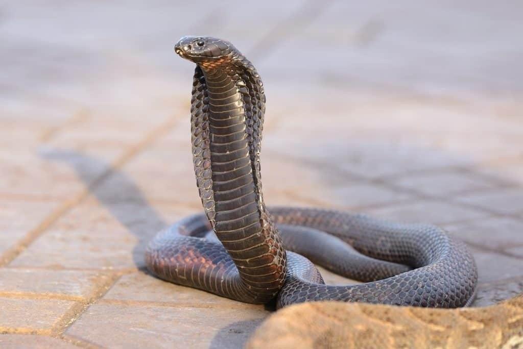 Cobra Snake Facts, Cobra Snake Information